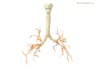 Bild: Trachea