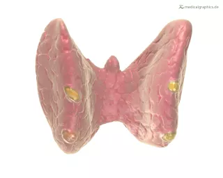 Bild: Schilddrüse (hinten)
