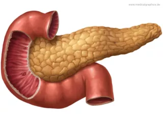 Bild: Bauchspeicheldrüse und Duodenum