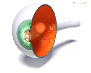 Bild: Auge (Sagittalschnitt)