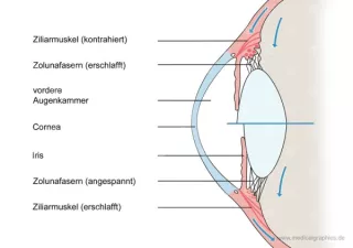 Bild: Anatomie des Auges