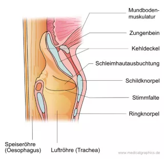 Bild: Kehlkopf (Schnittansicht)