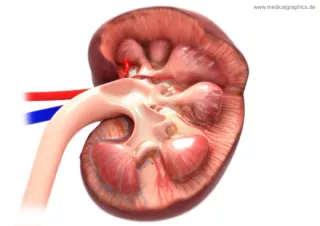 Bild: Anatomie der Niere (proximal)