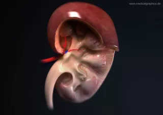 Bild: Anatomie der Niere