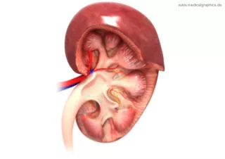Bild: Anatomie der Niere