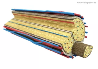 Bild: Anatomie der Nervenbündel