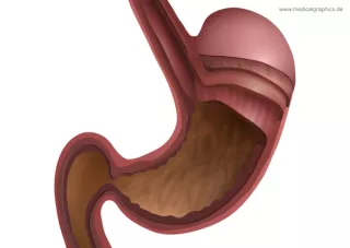 Bild: Anatomie des Magens (weiß)
