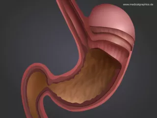 Bild: Anatomie des Magen (dunkel)