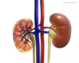 Bild: Anatomie der Niere