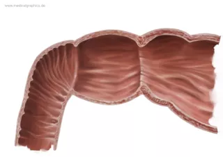 Bild: Duodenum