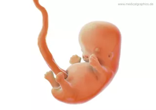 Bild: Embryo 8. Schwangerschaftswoche