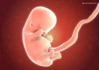 Bild: Embryo 8. Schwangerschaftswoche