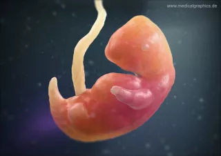Bild: Embryo 7. Schwangerschaftswoche