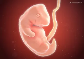 Bild: Embryo 7. Schwangerschaftswoche