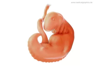 Bild: Embryo 6. Schwangerschaftswoche