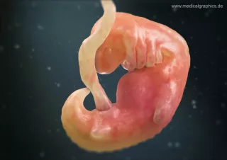 Bild: Embryo 6. Schwangerschaftswoche