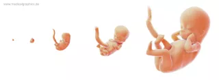 Bild: Wachstum Embryo zu Fötus