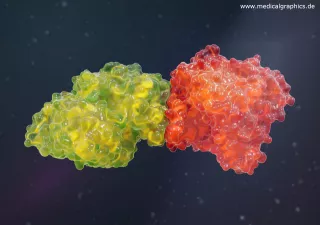 Bild: Acetylcholinesterase