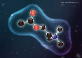 Bild: Acetylcholin