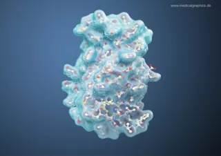 Bild: Insulin Molekül