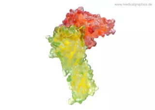 Bild: PD-1 bindet an PD-L1