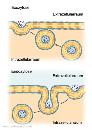 Bild: Zellmembran Transport Vesikel