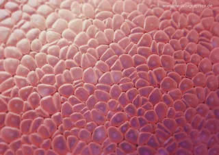 Bild: Histologie Zellen