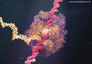 Bild: RNA Polymerase