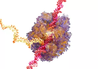Bild: RNA Polymerase