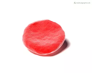 Bild: Erythrozyt
