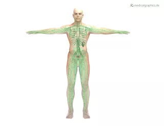 Bild: Lymphsystem (frontal)