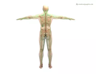Bild: Lymphsystem (dorsal)