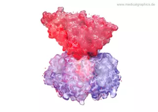 Bild: Choleratoxin