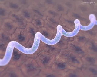 Bild: Borreliose-Bakterium