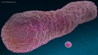Bild: Größenvergleich: Virus und Bakterium