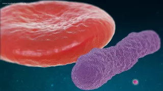 Bild: Größenvergleich: Erythrozyt, Bakterium und Virus