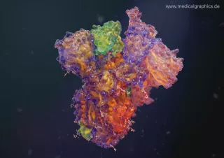 Bild: Coronavirus Spike-Protein