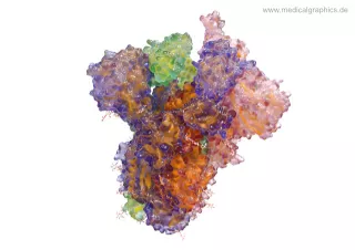 Bild: Coronavirus Spike-Protein