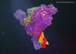 Bild: Coronavirus Polymerase