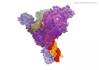 Bild: Coronavirus Polymerase