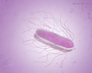Bild: Salmonelle