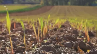 Video: Ökologischer Anbau