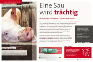 Text: Schautafel Schweinehaltung: Deckzentrum