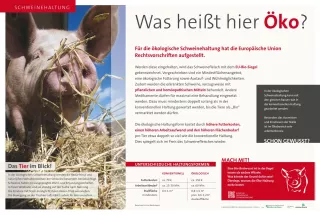 Text: Schautafel ökologische Schweinehaltung: Vorschriften