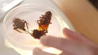 Video: Schädlingsbekämpfer/in