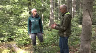 Video: 16) Frühe Überführungsphase von Fichten-betonten Altersklassenwäldern hin zu plenterartigen Wäldern