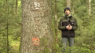 Video: 12) Risiken im Plenterwald