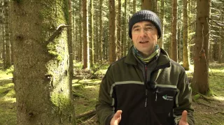 Video: 13) Altersklassenwald