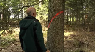 Video: 19) Prinzipien beim Auszeichnen in der Überführung von Fichten-betonten Altersklassenwäldern hin zu plenterartigen Wäldern