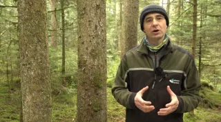 Video: 14) Wachstum im Plenterwald